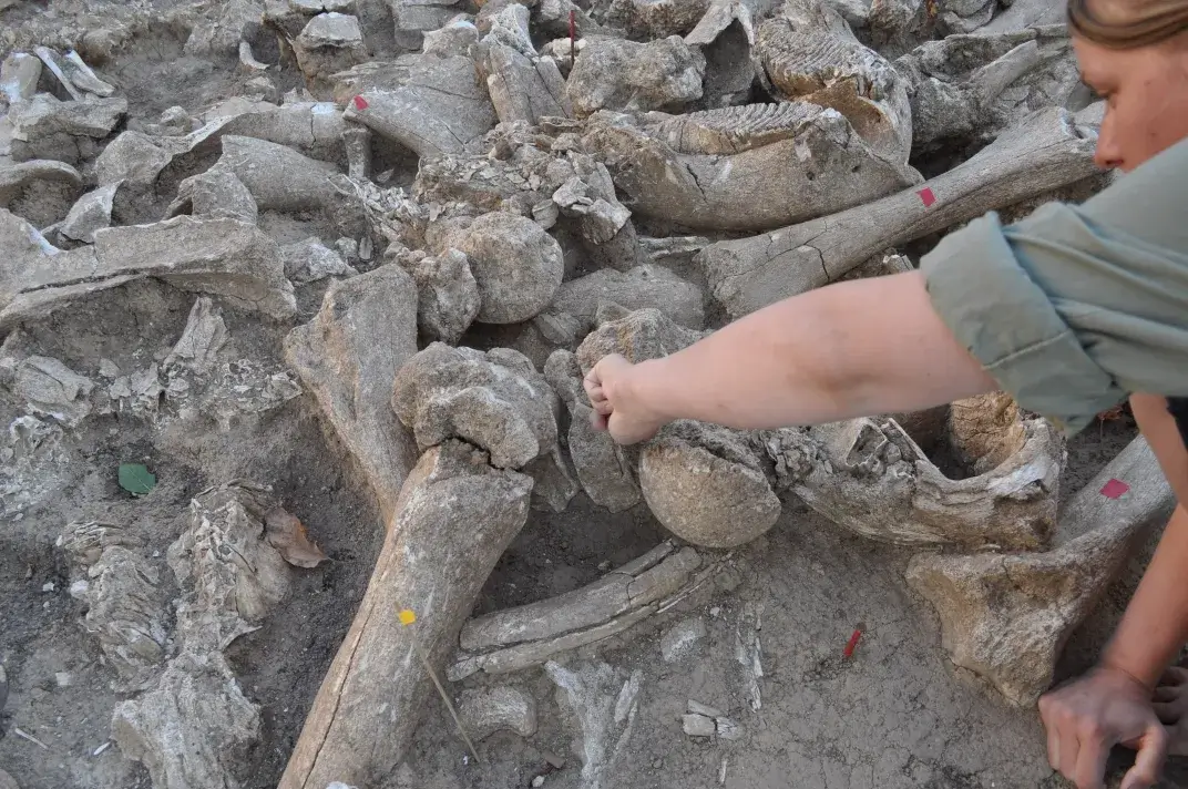 Close up of the structure, featuring long bones, a lower jaw (top middle) and articulated vertebrae (pointed out by excavator) AJE Pryor