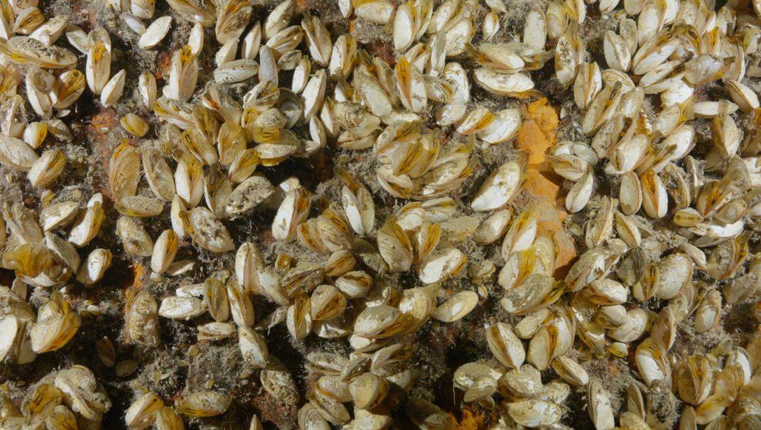 Invasive quagga mussels—which are the focus of the forthcoming documentary All Too Clear—completely cover the Africa shipwreck. Inspired Planet Productions