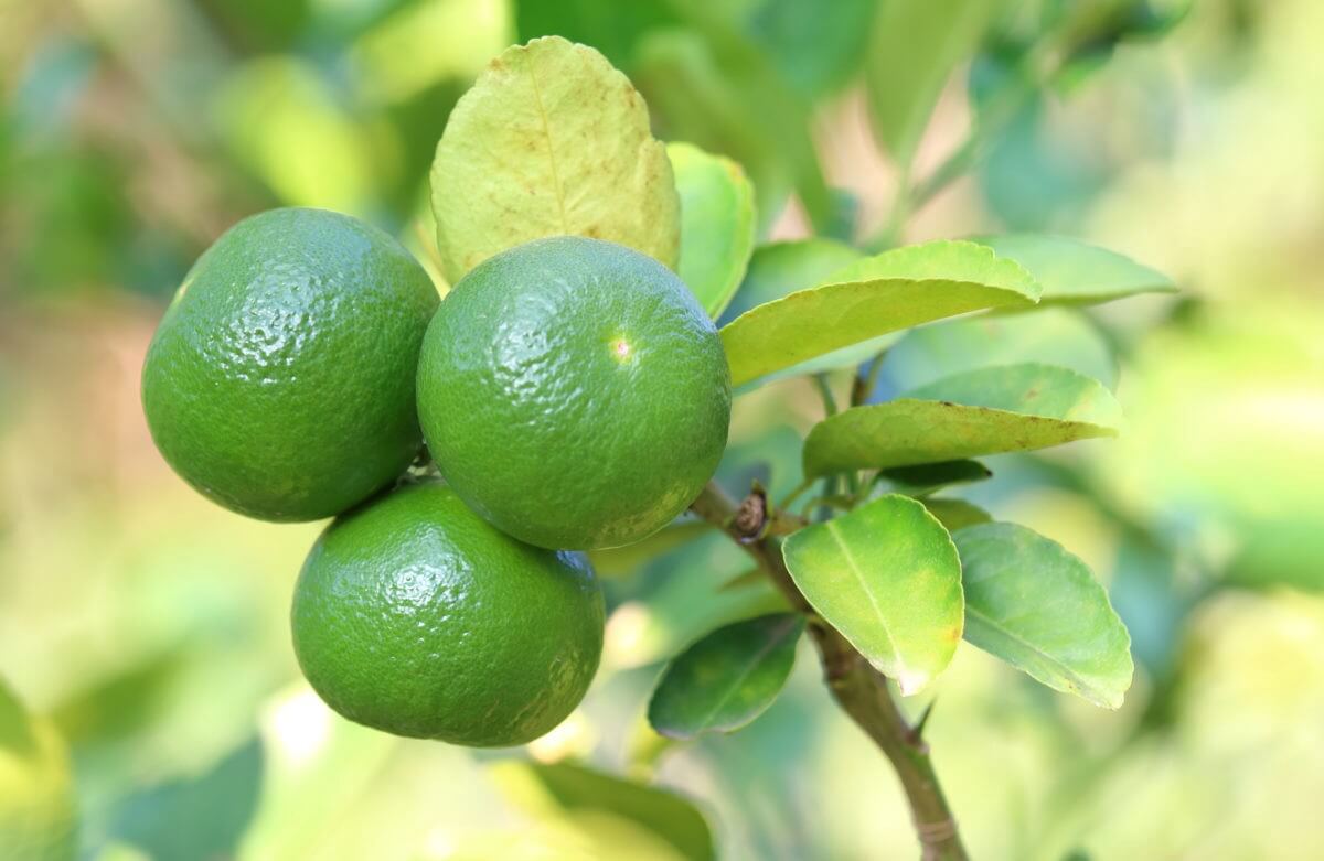 Lime Juice Could Save 100’s Of Thousands Of Lives Each Year