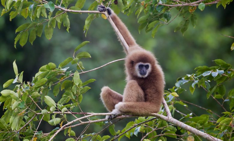 World’s Rarest Primate, The Critically Endangered Hainan Gibbon, Returns From Brink Of Extinction