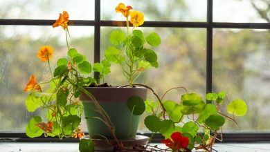 10 Physical And Mental Benefits of Houseplants