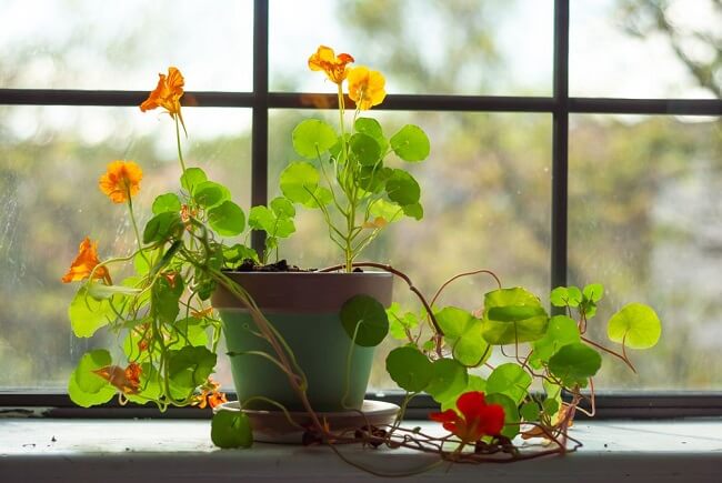 10 Physical And Mental Benefits of Houseplants