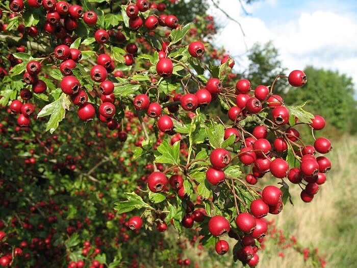 Hawthorn Berries Can Benefit Your Heart, Liver and Skin
