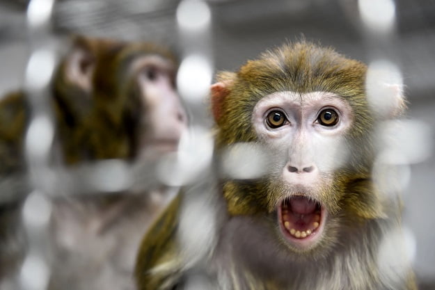 Scientists Create First-Ever Embryos With Monkey And Human Cells