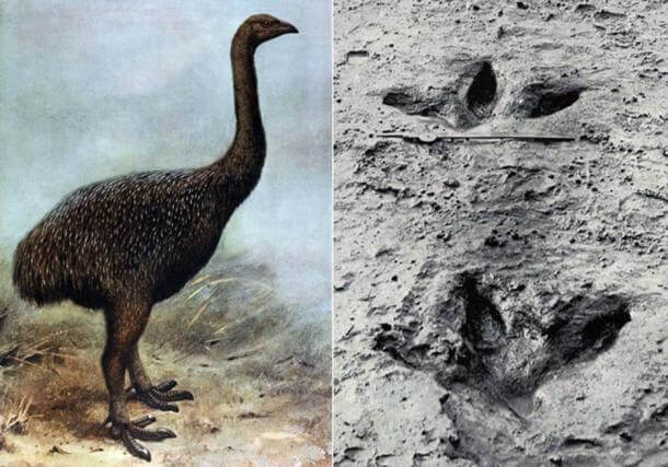 Left: Illustration of a Moa. Right: Preserved footprint of a Moa (Wikimedia Commons)