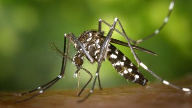 Florida Set to Release a Billion Genetically Modified Mosquitoes in “Nightmare” Experiment