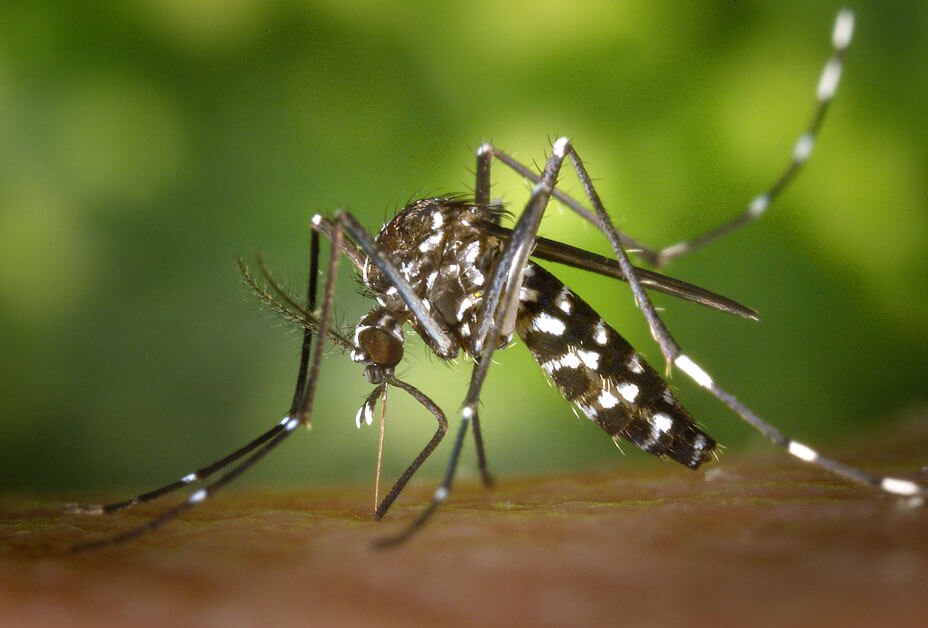 Florida Set to Release a Billion Genetically Modified Mosquitoes in “Nightmare” Experiment