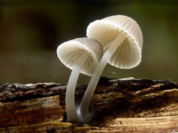 Are Mushrooms A Fountain of Youth?