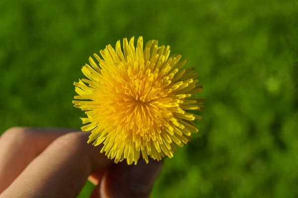 Dandelions