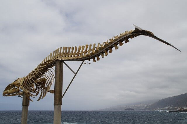 Whale skeleton