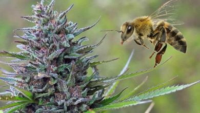 Bees Absolutely Love Cannabis & It Could Help Restore Their Populations