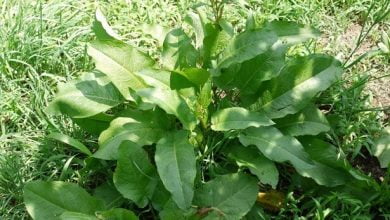 What Are The Benefits of Yellow Dock Root?