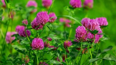 Red Clover Benefits For Menopause, Bone Health And More