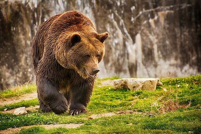 Watch: Tourist's Close Call With Grizzly Bear Results In Federal Charges