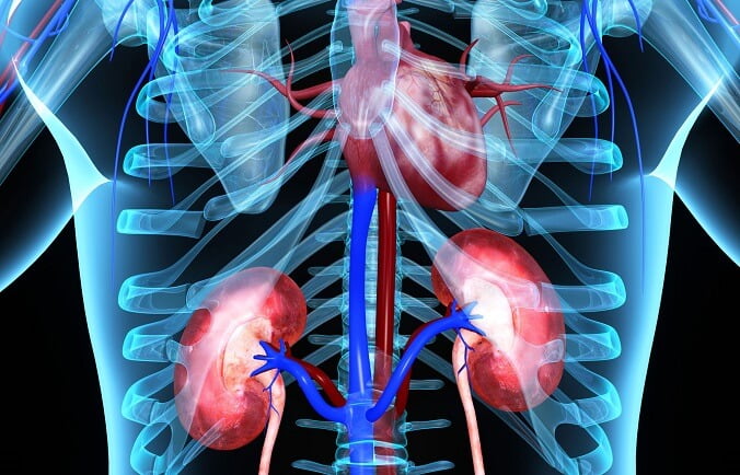 Bean shaped organs located along the posterior side of the abdomen, the kidneys work with other organs to regulate blood pressure, increase red blood cell production, and synthesize vitamin D.