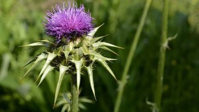 7 Milk Thistle Uses to Improve Your Health