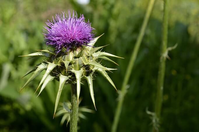 7 Milk Thistle Uses to Improve Your Health