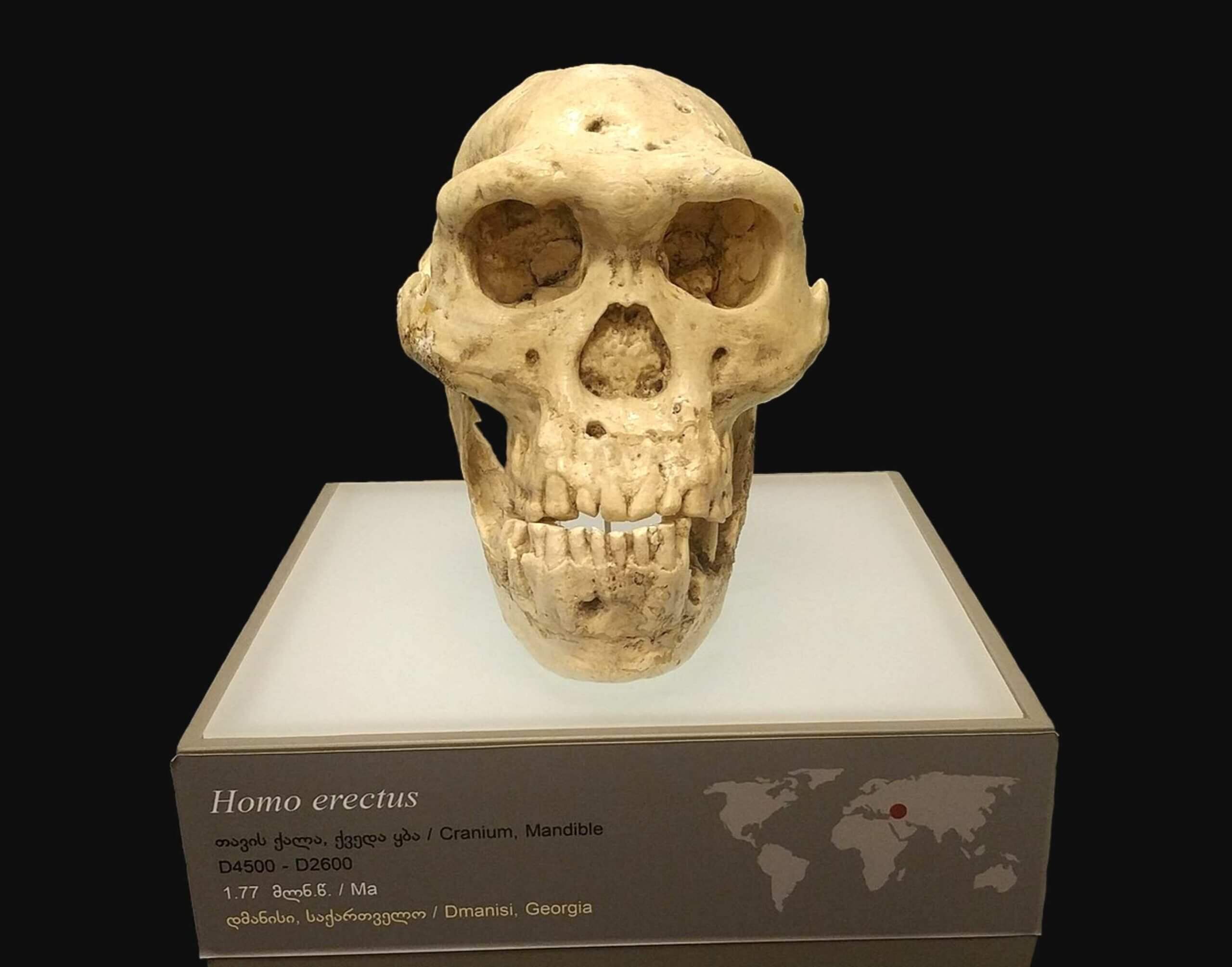 Skull 5 in National Museum © MRU