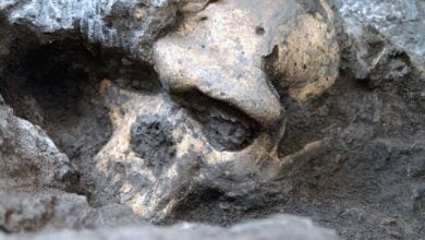 Skull 5 - A Million Years Old Human Skull Forced Scientists To Rethink Early Human Evolution