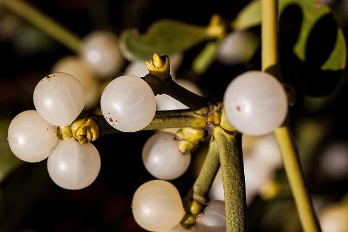 Mistletoe Extract Beats Chemotherapy Against Colon Cancer Cells