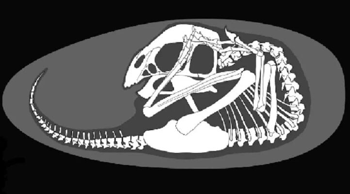 Impeccably Preserved Dinosaur Embryo Looks As If It ‘Died Yesterday’