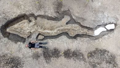 Giant 180-Million-Year-Old, 10-Metre Long ‘Sea Dragon’ Skeleton Found In England