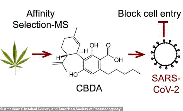 Cannabis Compounds Block COVID-19 From Entering Body, Study Finds