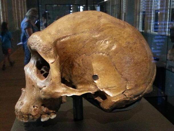The Enigma of Prehistoric Skulls With Bullet-Like Holes