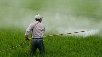 Organic Diet Reduces Pesticide Levels In Humans Up To 90 % In Just One Week: They Were Once Used For Chemical Warfare
