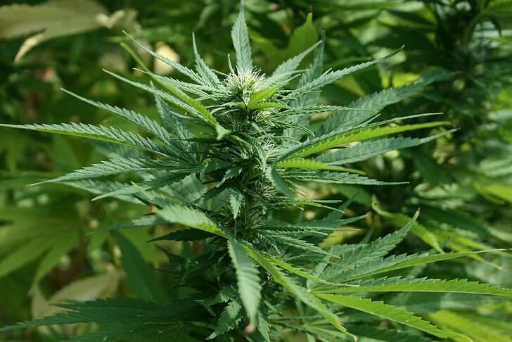 Cannabis Compounds Block COVID-19 From Entering Body, Study Finds