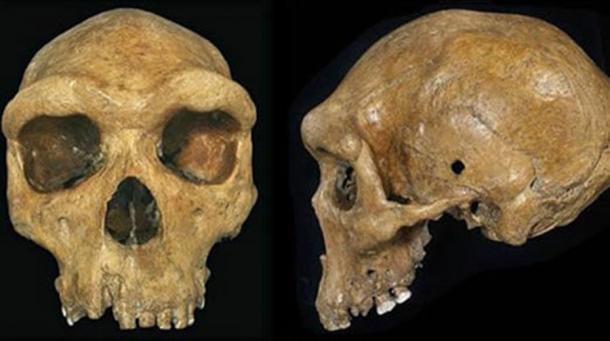The Enigma of Prehistoric Skulls With Bullet-Like Holes