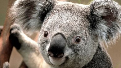 Australia Just Listed The Iconic Koala As 'Endangered' In Several States