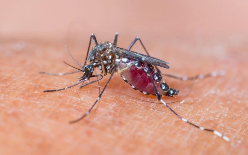 Mosquito on hand