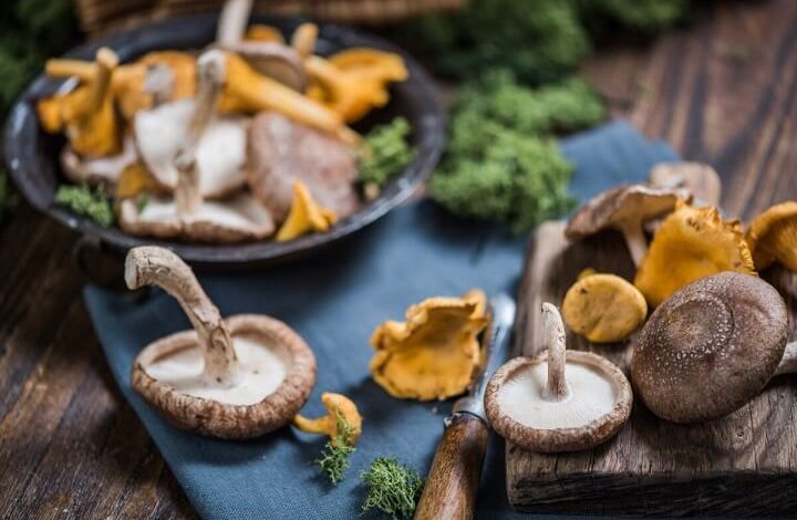 Mushrooms have an ancient history as medicine and researchers are continuing to find new qualities to these delicious fungi. (Marcin Jucha/Shutterstock)