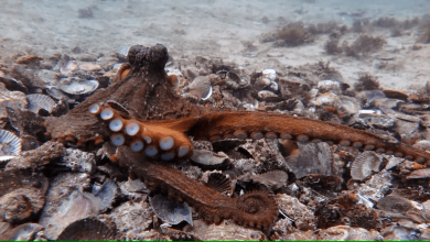 Hidden World of Octopus Cities Shows We Must Leave These Sentient Creatures Alone