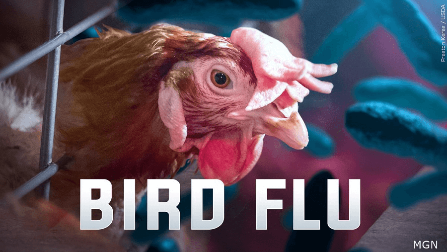 Nearly 17 Million Dead Chickens And Turkeys And Counting – America’s Bird Flu Pandemic Reaches The “Catastrophic” Stage