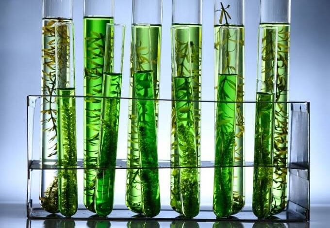 Scientists Have Powered A Basic Computer With Just Algae For Over 6 Months