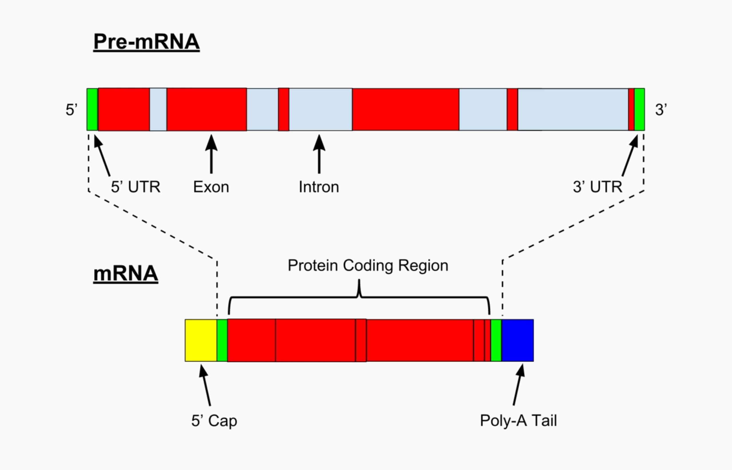 Introns are non-coding sections of a gene that are called “Junk DNA” ©Wikimedia Commons