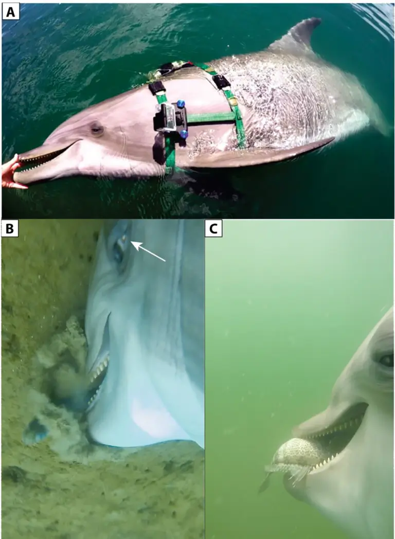 The camera set-up and dolphins in action. (Ridgway et al., PLOS ONE, 2022)