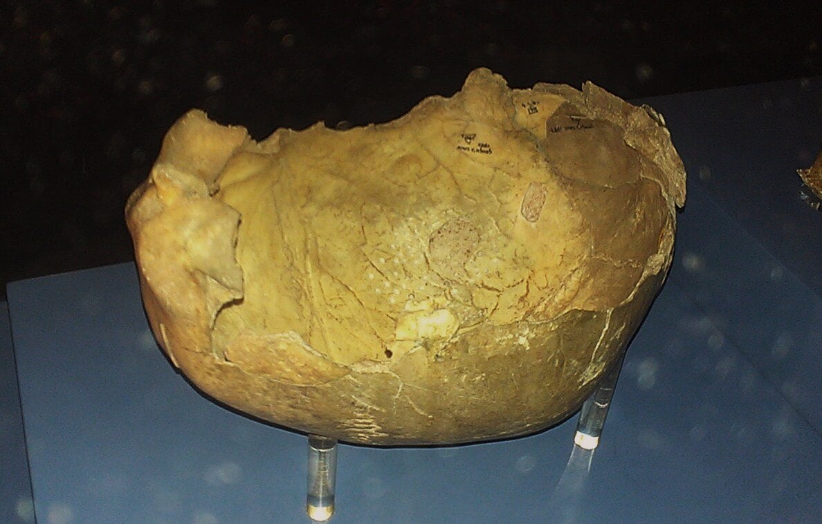 A Paleolithic human skull from Gough’s Cave. ©Image Credit: Wikimedia Commons