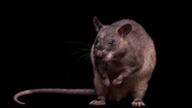 Scientists Successfully Used Sound Waves To Kill Cancer Cells In Rats