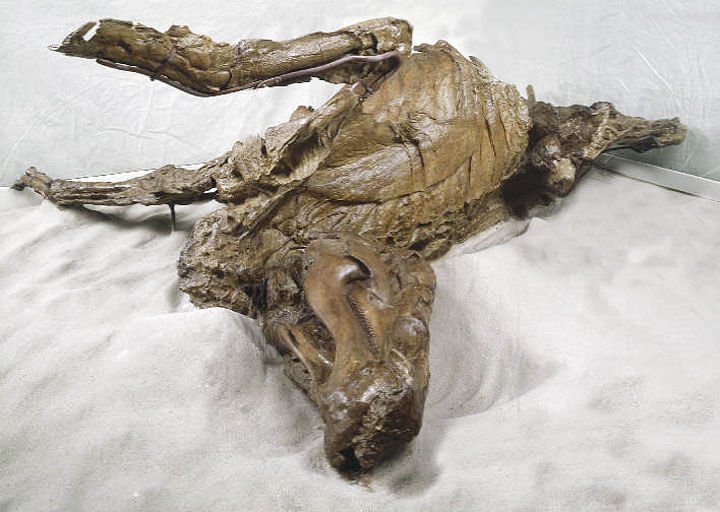 The Edmontosaurus Mummy AMNH 5060 ©Dinosaurzooipad