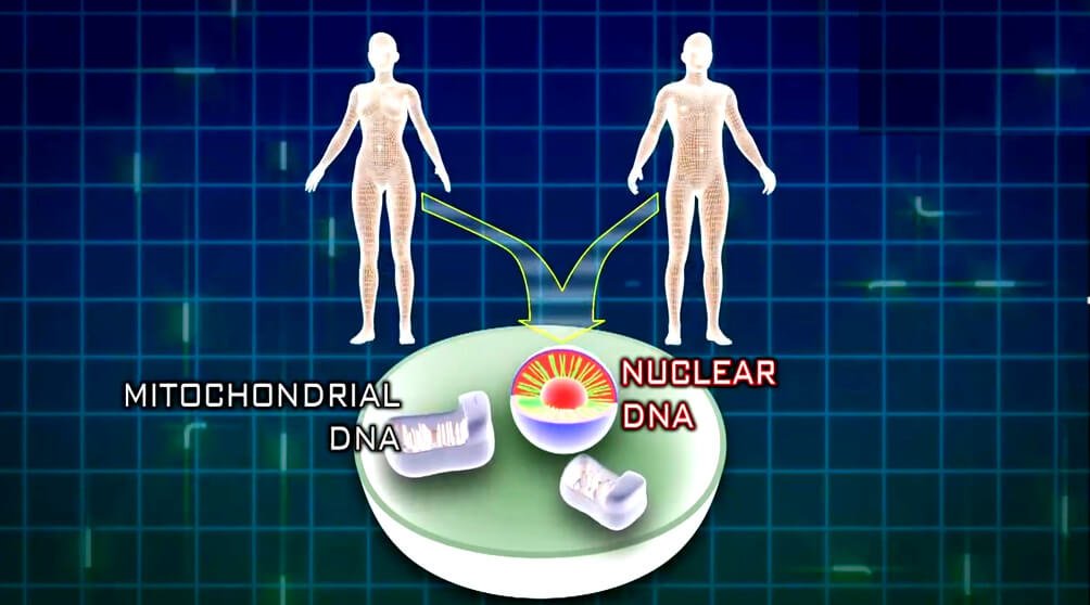 Mother’s mitochondrial DNA was found in the Starchild Skull, but the father’s nuclear DNA not. ©History