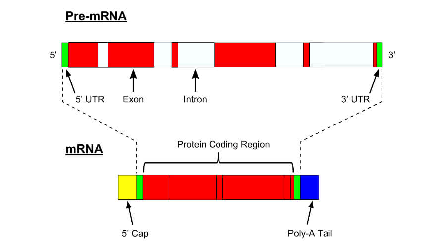 Introns are non-coding sections of a gene that are called “Junk DNA”