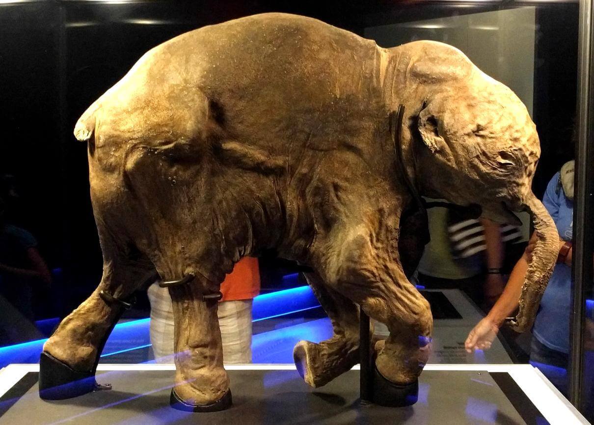 Lyuba, a 42,000 Years Old Woolly Mammoth ©Wikimedia Commons