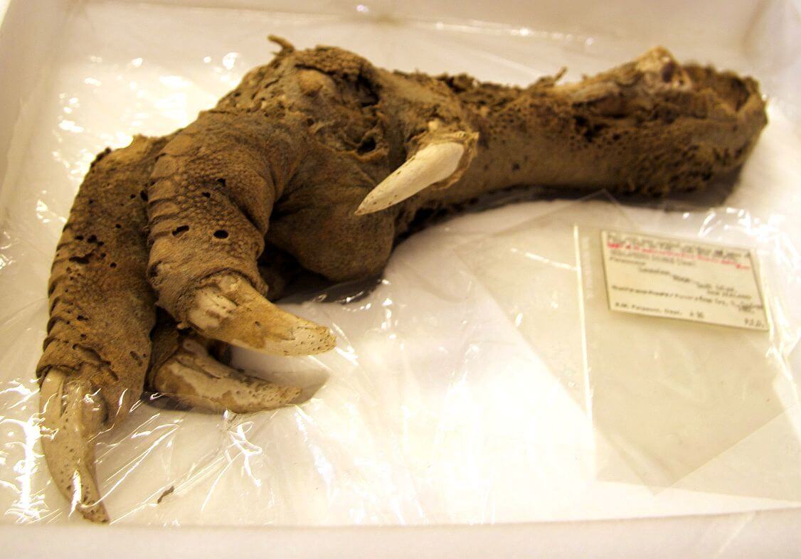 Well-Preserved Moa’s Claw ©Wikimedia Commons