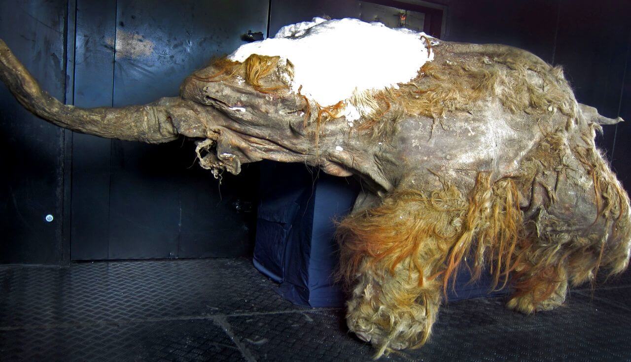 Yuka, a 39,000 years old woolly mammoth ©Wikimedia Commons