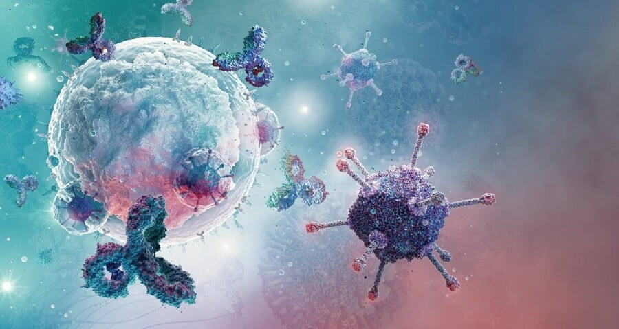 B-cell white blood cell, type of lymphocyte produce antibody molecules. B cell is humoral immunity component of the immune system producing antibodies, protect against pathogens: bacteria, viruses. By Corona Borealis Studio/Shutterstock