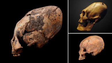 Ancient Egg Shaped Skull