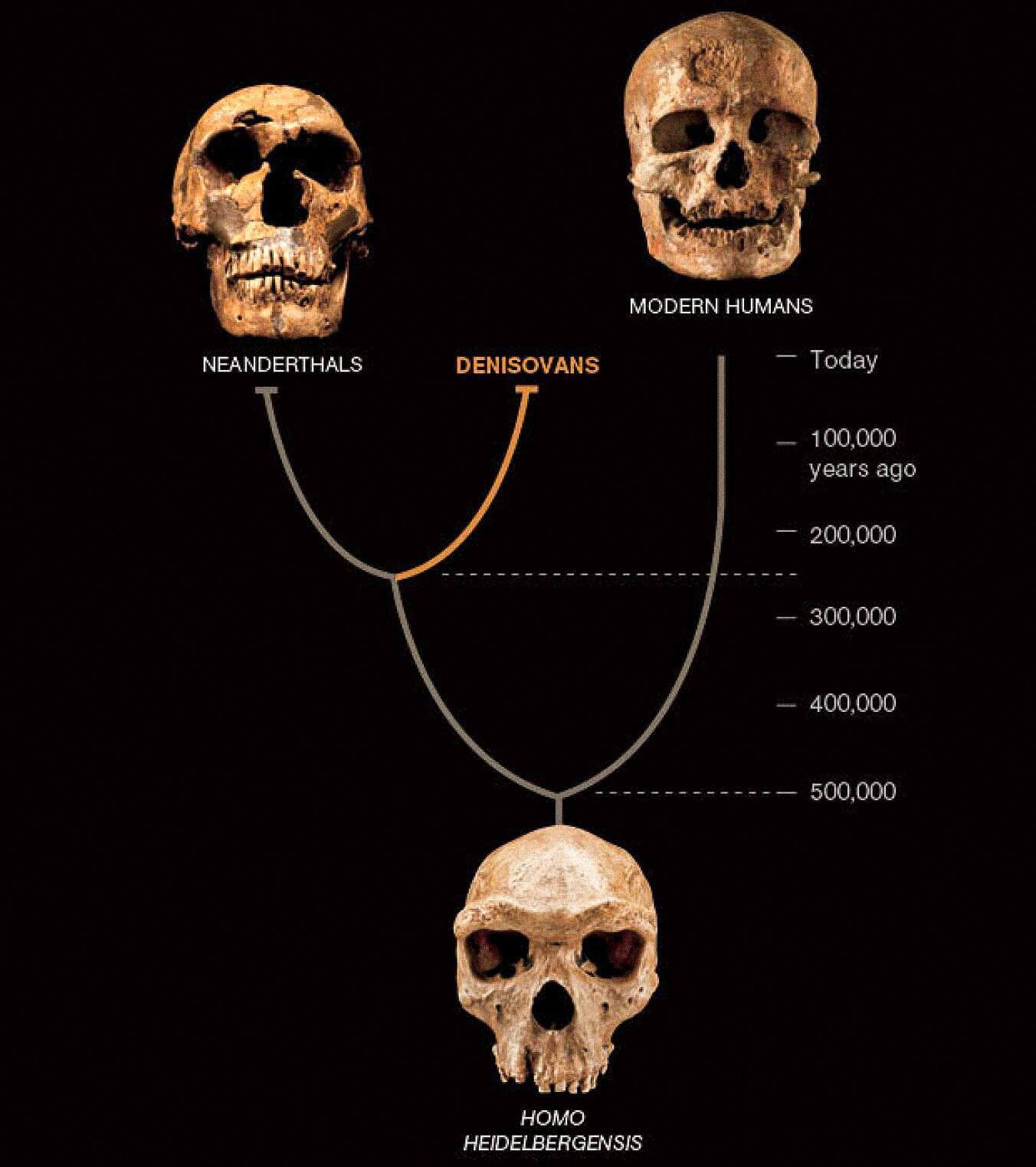 A third kind of human, called Denisovans, seems to have coexisted in Asia with Neanderthals and early modern humans. The latter two are known from abundant fossils and artifacts. Denisovans are defined so far only by the DNA from one bone chip and two teeth-but it reveals a new twist to the human story. ©National Geographic